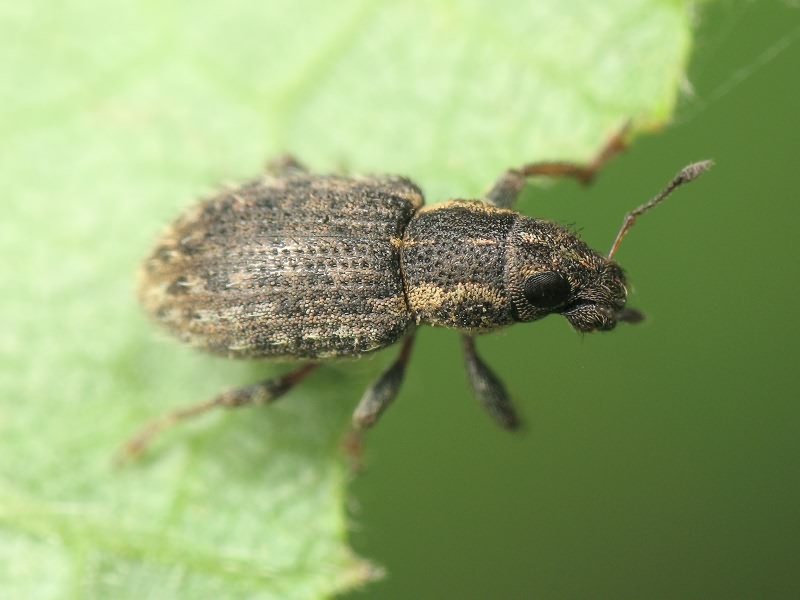 Sitona hispidulus (Fabricius, 1776)